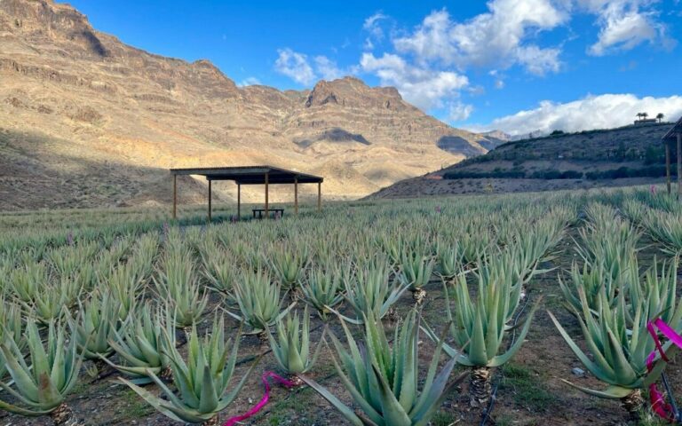 Rows of aloe vera at the Finca Canarias plantation in the valley near Fataga