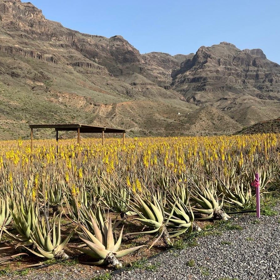 The aloe vera plantation near Fataga on Gran Canaria with flowering aloe below the mountains