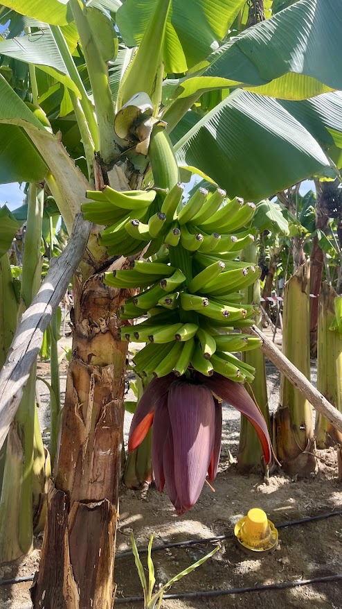 Bananas growing on a plantation