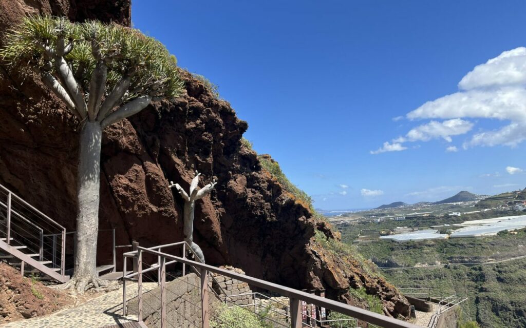 A dragon tree below the rock face by the steps at Cenobio de Valerón