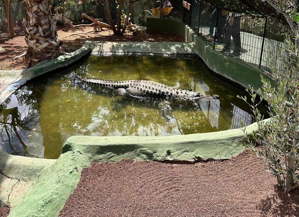 A crocodile in a pond at Cocodrilo Park on Gran Canaria