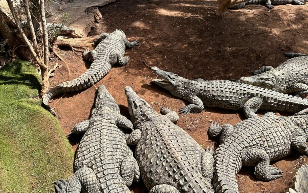 Crocodiles at Cocodrilo Park near Agüimes, Gran Canaria