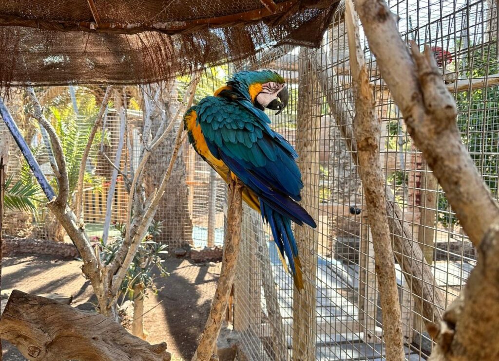 A macaw in the aviary at Cocodrilo Park near Agüimes