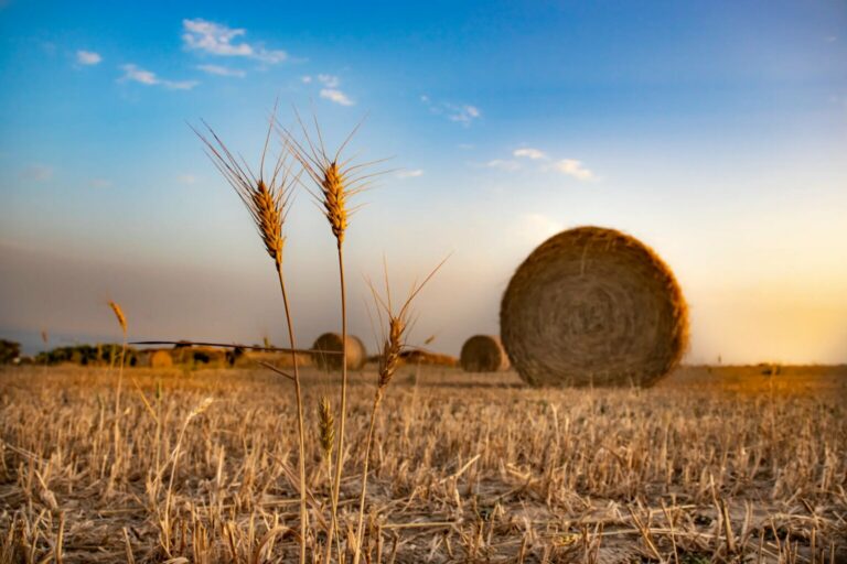 A straw bale in the south of Cyprus