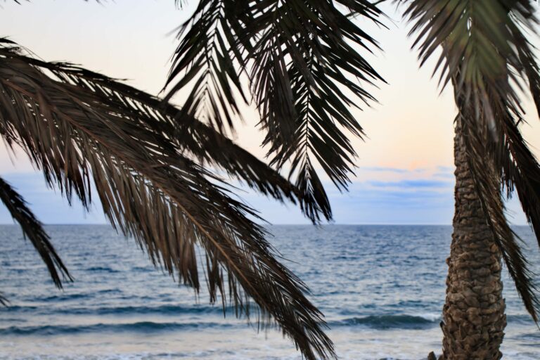 Palm leaves, the sea and sunset on a beach in Gran Canaria