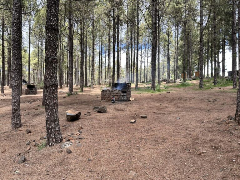 A stone barbecue among the pines in the Llanos de la Pez recreation area
