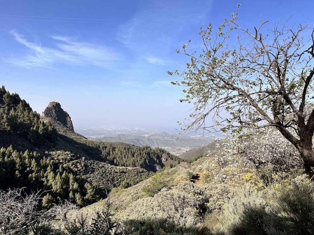 Mountains, pine forests and a flowering tree around Llanos de la Pez
