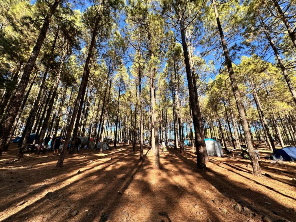 Pine forest in the Llanos de la Pez area, Gran Canaria