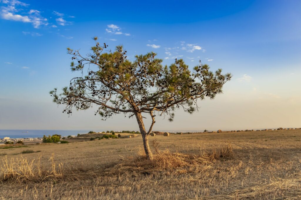 A romantic scene of a lone tree in a field, South Cyprus