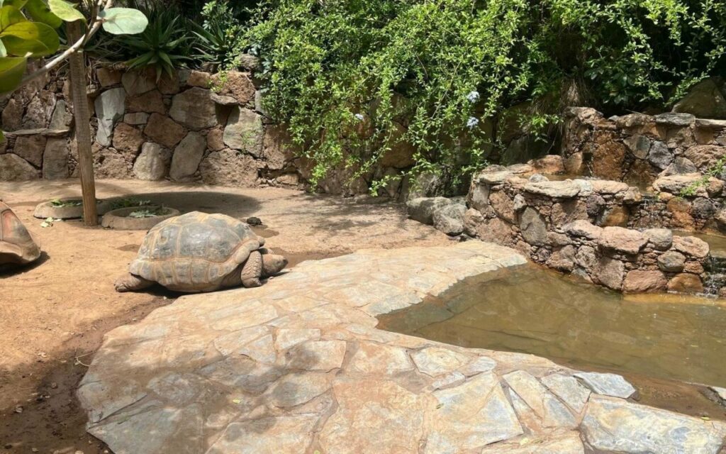 A giant tortoise at Palmitos Park on Gran Canaria