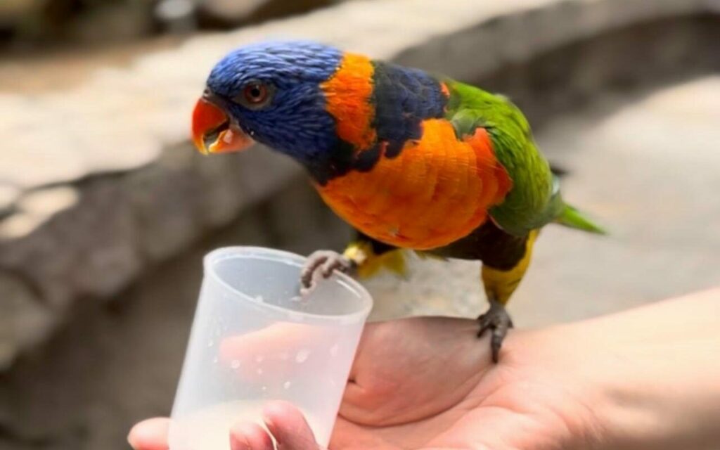 A lory parrot on a visitor's hand at Palmitos Park on Gran Canaria
