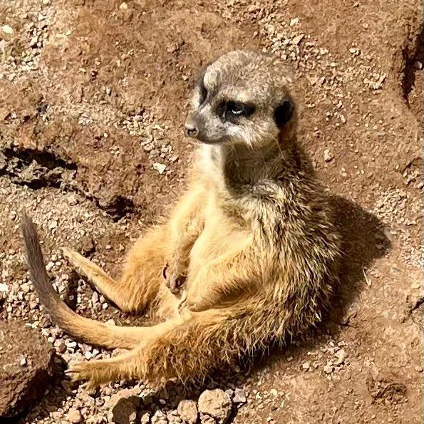A meerkat resting in the sun at Palmitos Park on Gran Canaria