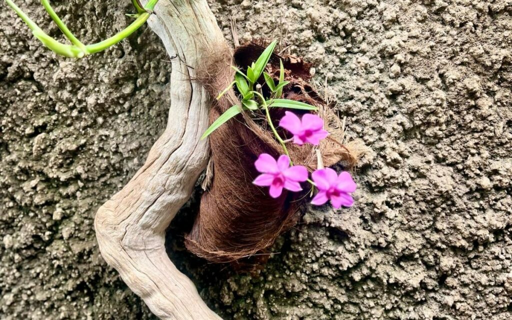 A flowering orchid in the botanical part of Palmitos Park