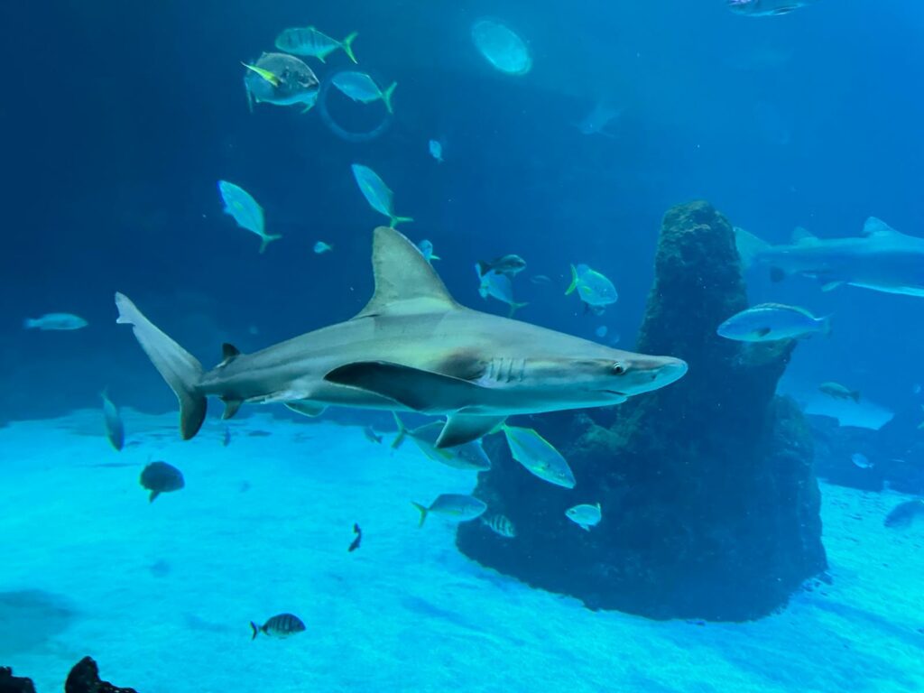 The Poema del Mar aquarium in Las Palmas de Gran Canaria