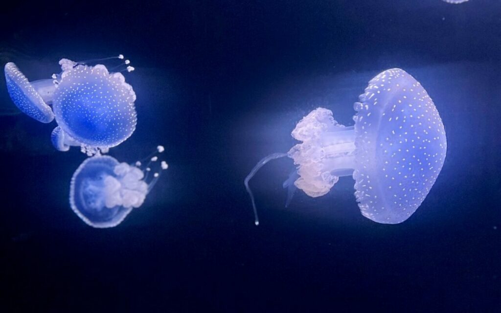 Jellyfish at the Poema del Mar aquarium on Gran Canaria