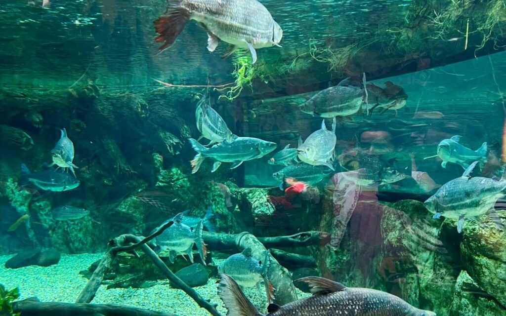 Fish in the large tank at the Poema del Mar aquarium in Las Palmas