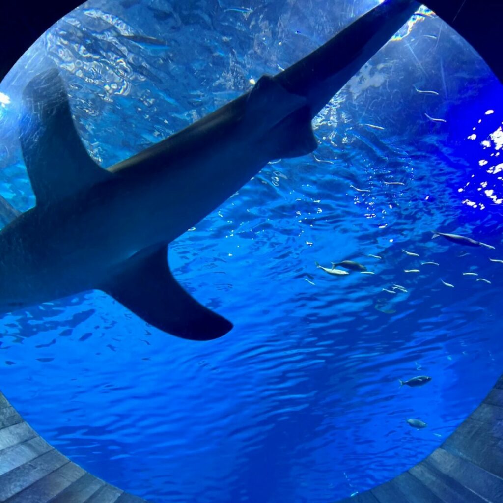 A shark in the panoramic tank at the Poema del Mar aquarium in Las Palmas