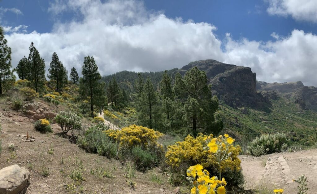 The path to Roque Nublo between pines and flowering shrubs