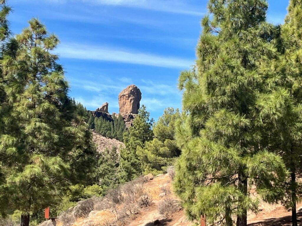 Roque Nublo among Canary pines