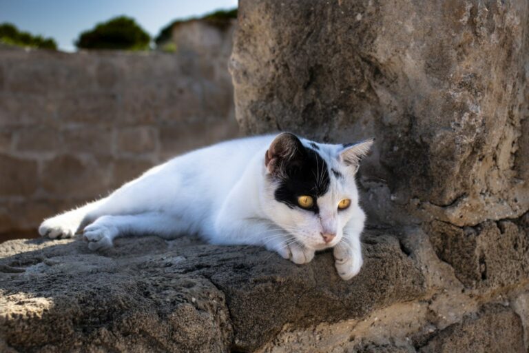 The Tombs of the Kings with a cat, Paphos, Cyprus